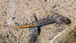 Image of Corsican Brook Salamander