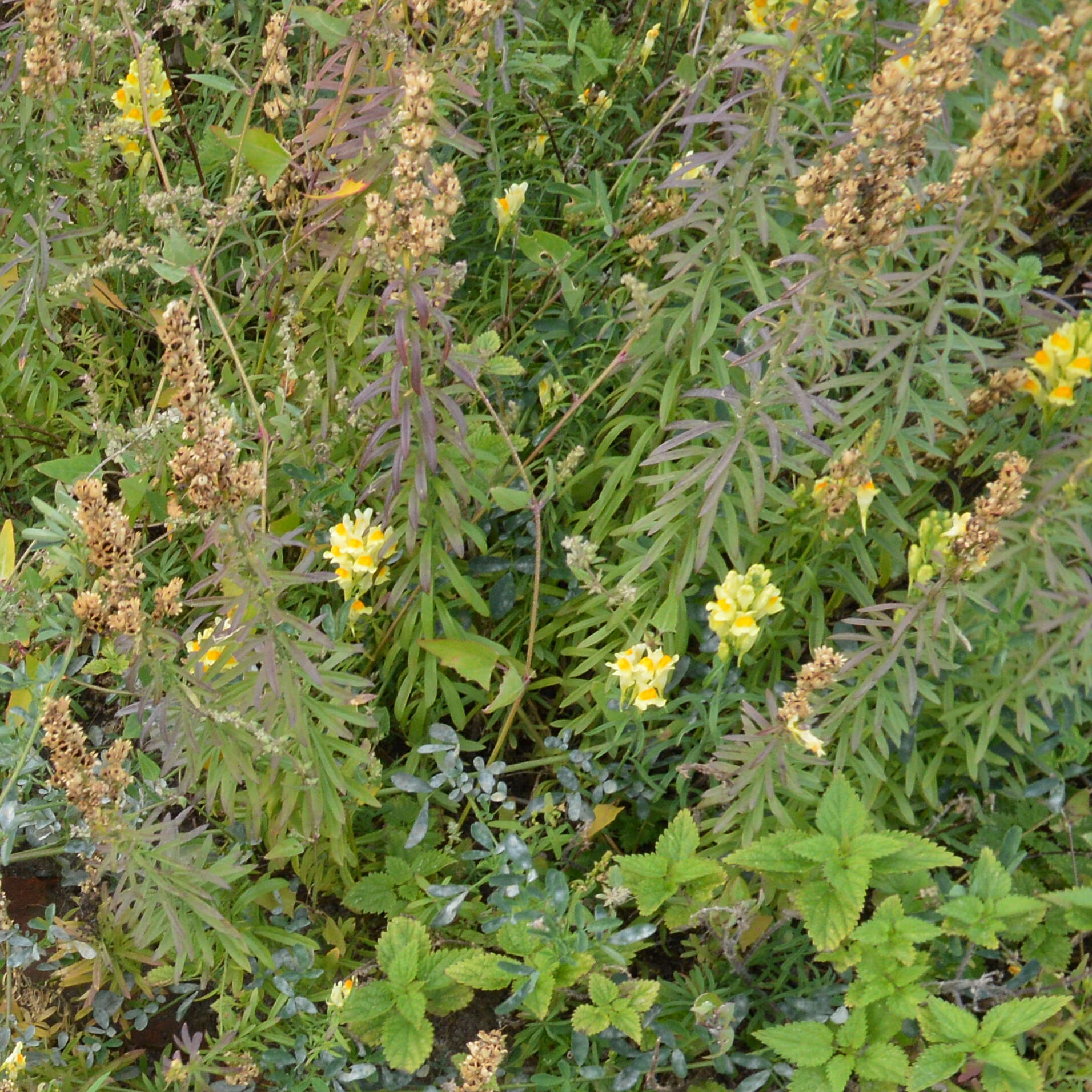 Image of Common Toadflax