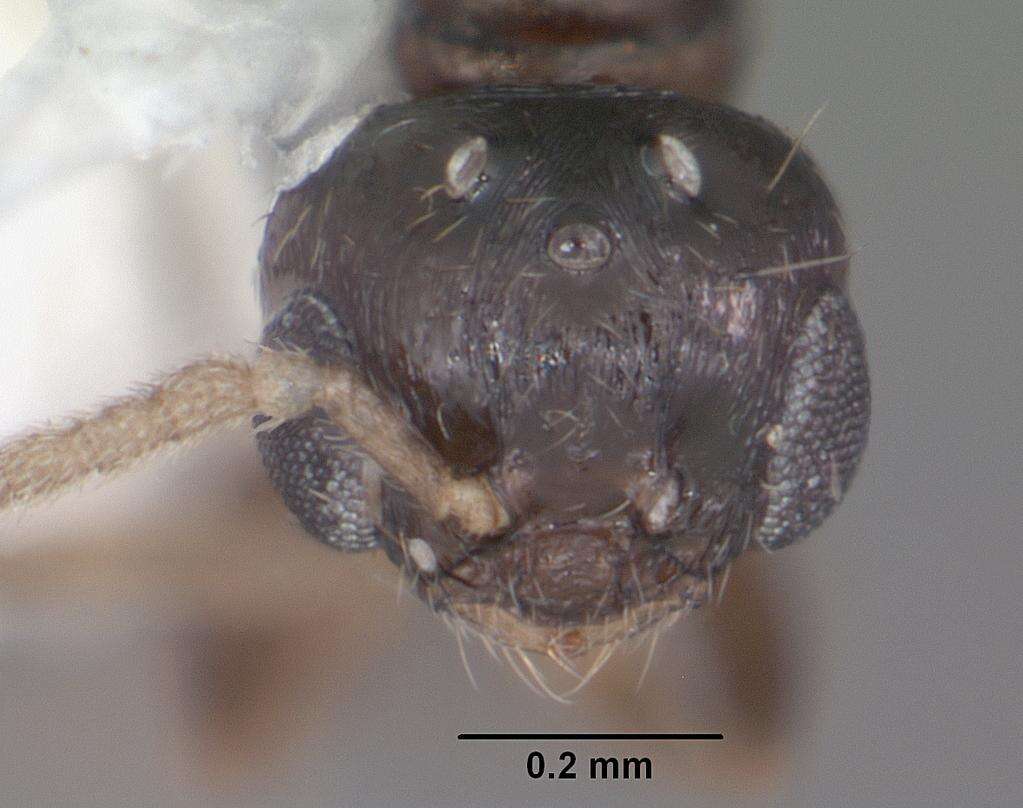 Plancia ëd Xenomyrmex floridanus Emery 1895