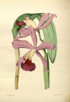 Image of Cattleya elegans C. Morren