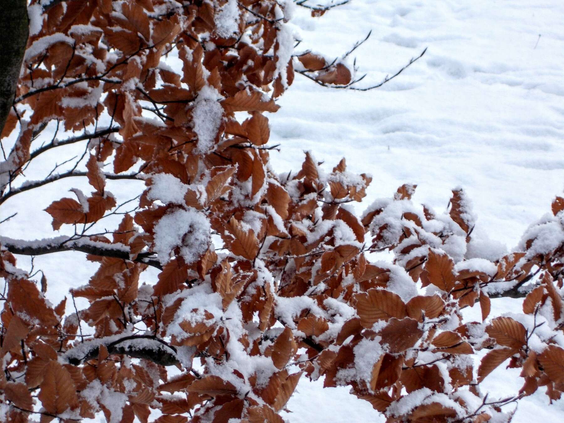 Image of European beech