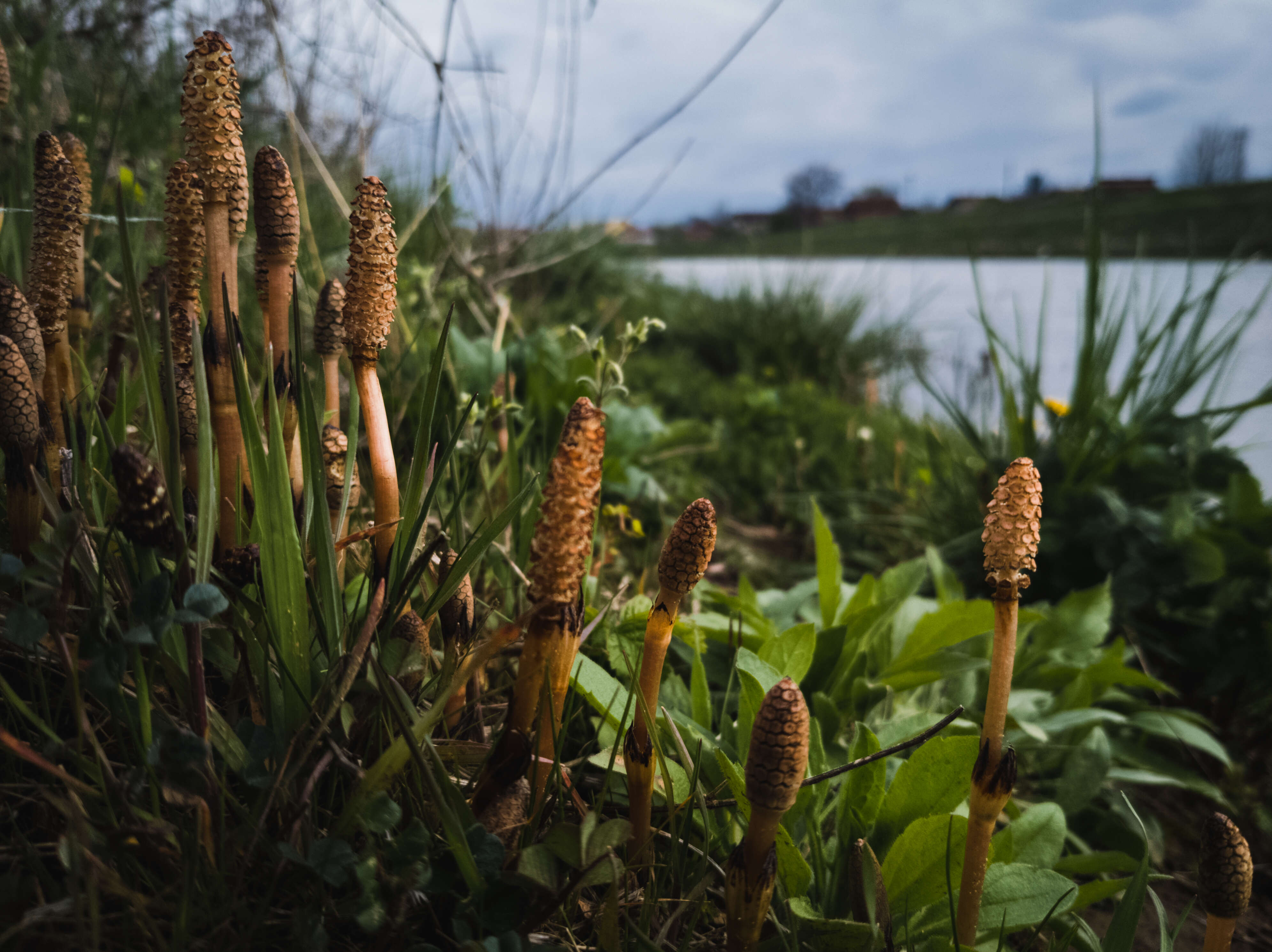 Image of horsetails