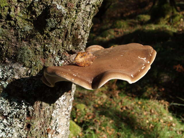 Image of birch polypore