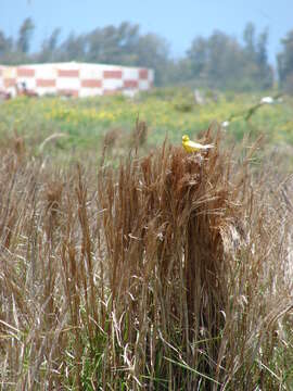 Image of bushy bluestem