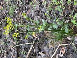 Image of white mustard