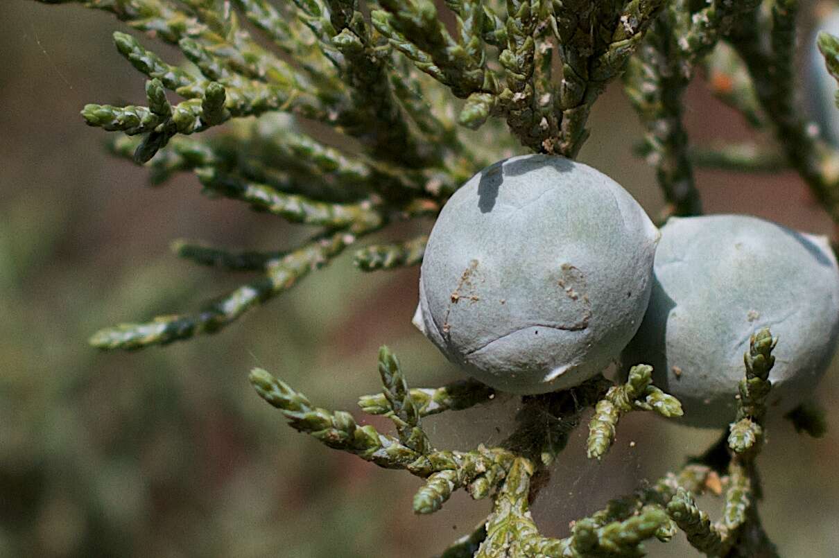 Juniperus deppeana Steud. resmi