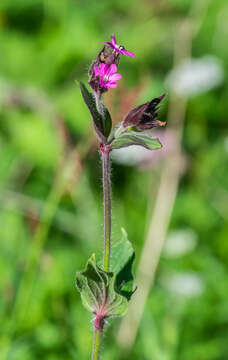 صورة Silene dioica (L.) Clairv.