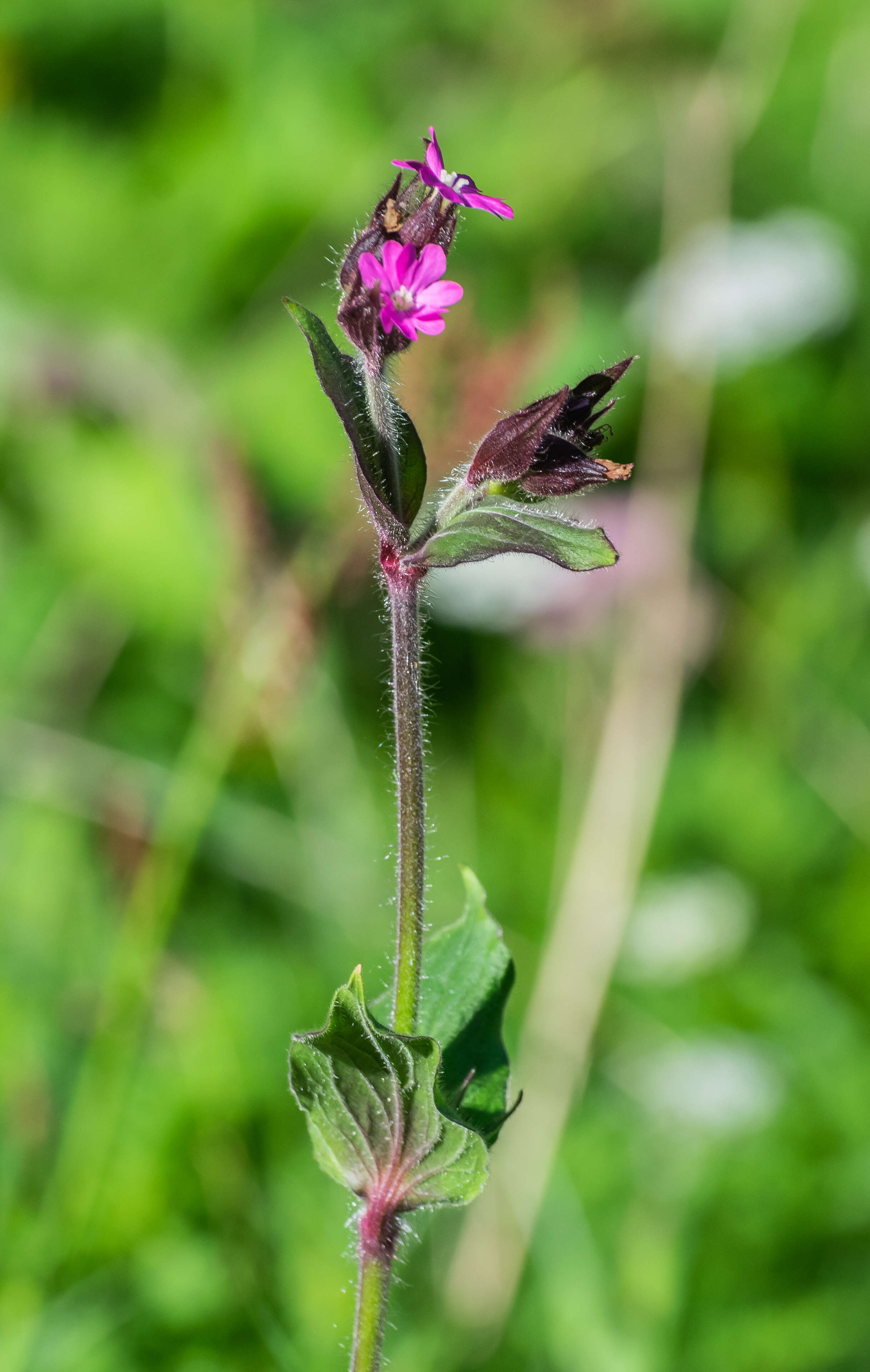 صورة Silene dioica (L.) Clairv.