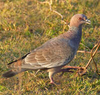 Image of Picazuro Pigeon