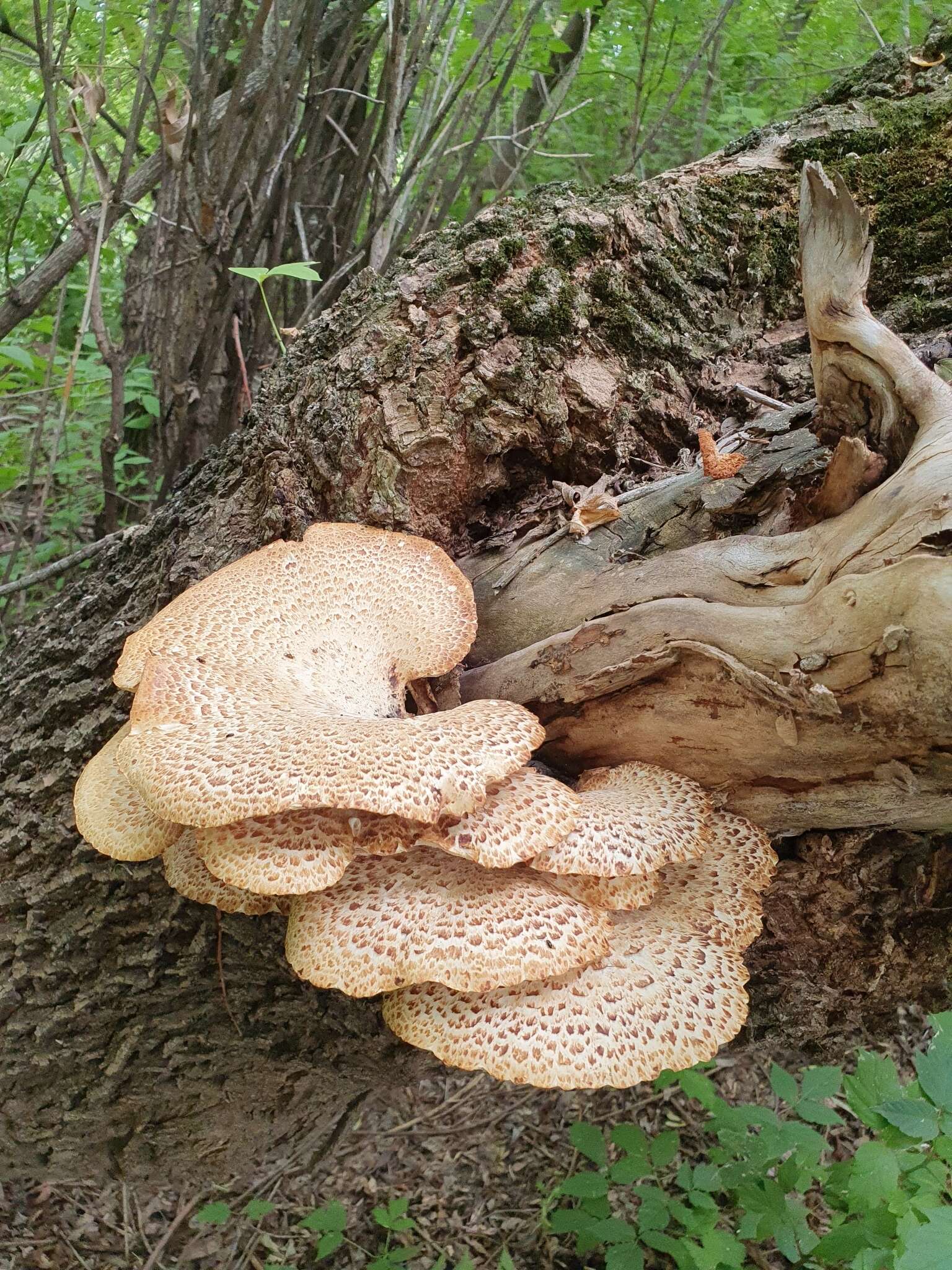 Image of dryad's saddle