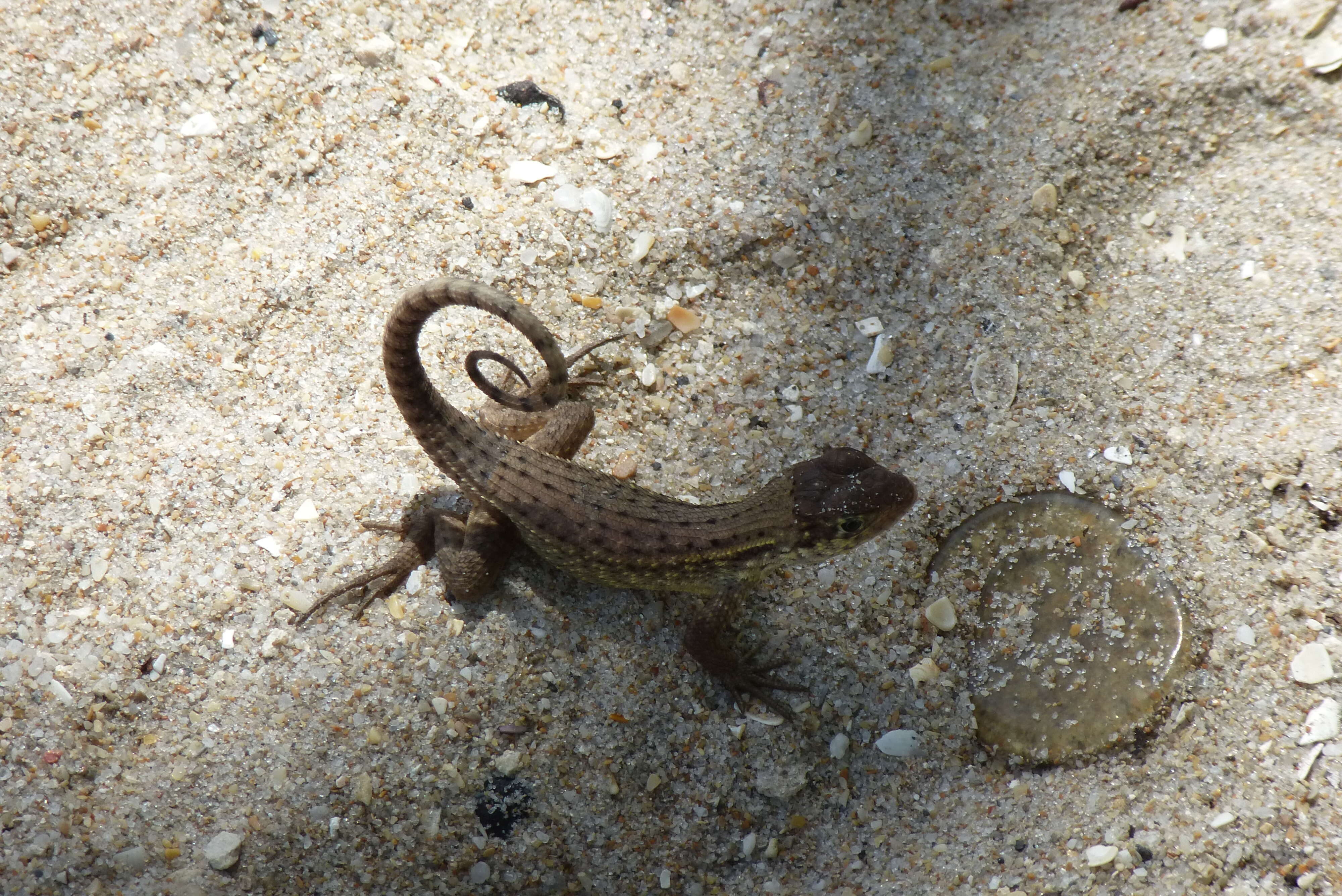 Image of Northern Curly-tailed Lizard