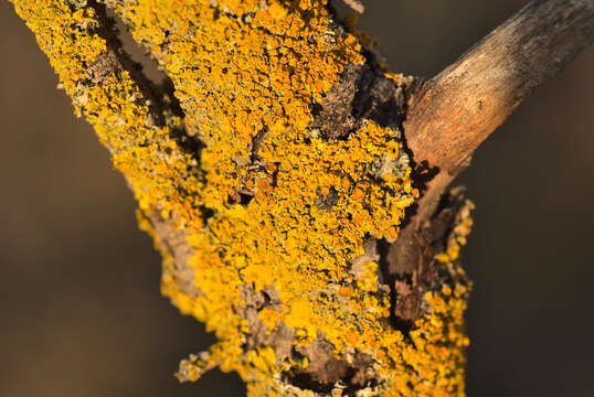 Image of orange wall lichen