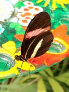 Image of Crimson Patched Longwing