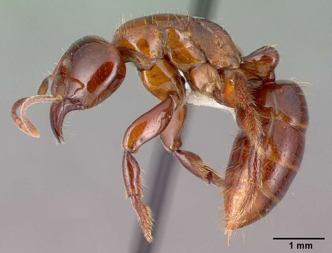 Imagem de Centromyrmex