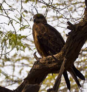 Image of Black Kite