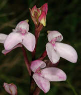 Слика од Disa tripetaloides (L. fil.) N. E. Br.