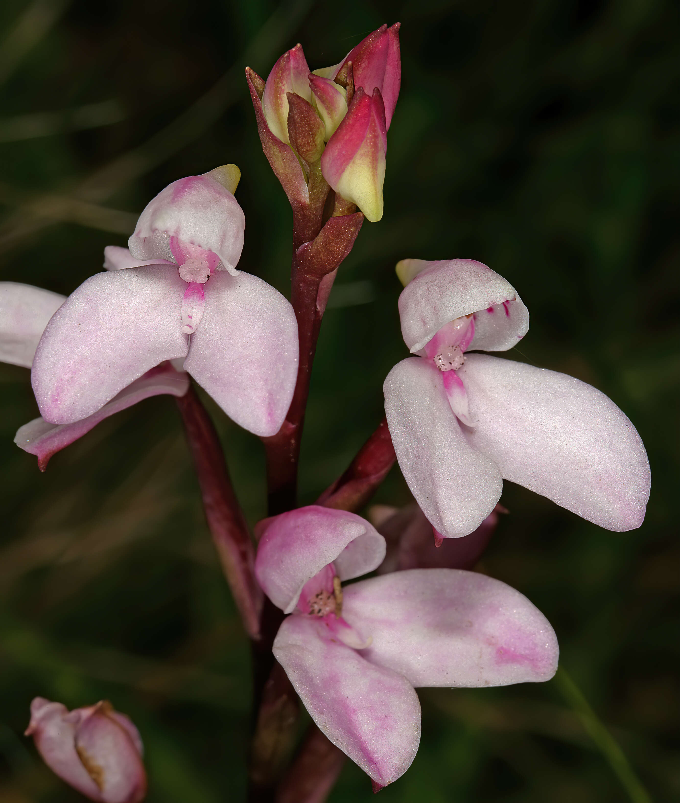 Слика од Disa tripetaloides (L. fil.) N. E. Br.