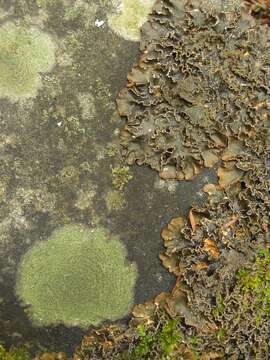 Image of Powdery kidney lichen