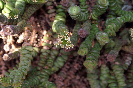 Image of Concertina plant