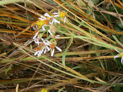 Image of sea aster