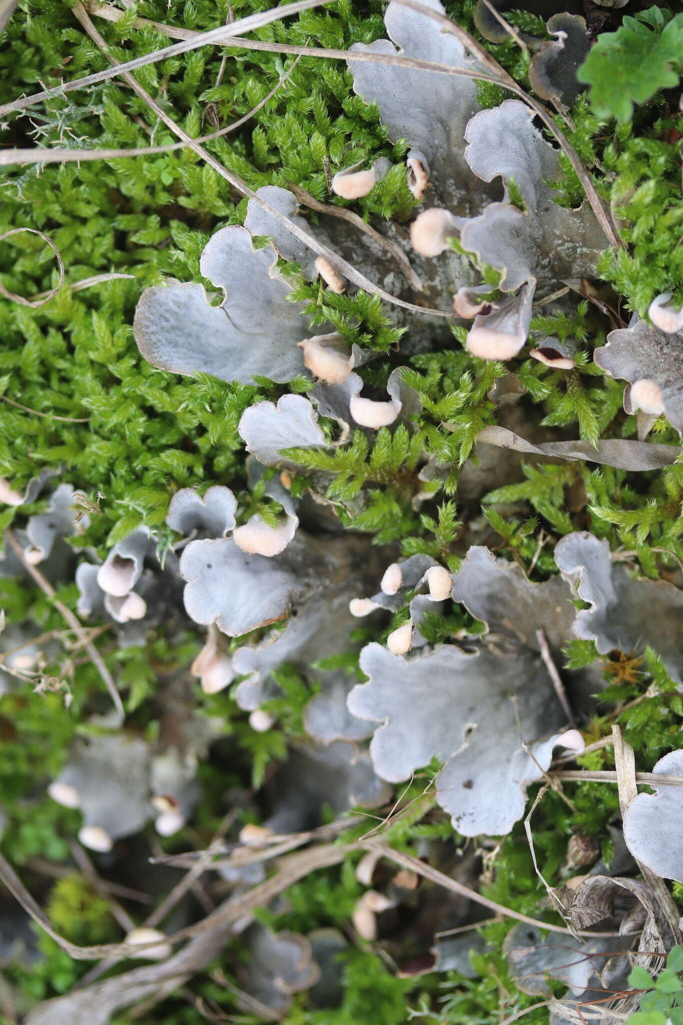 Image of felt lichen