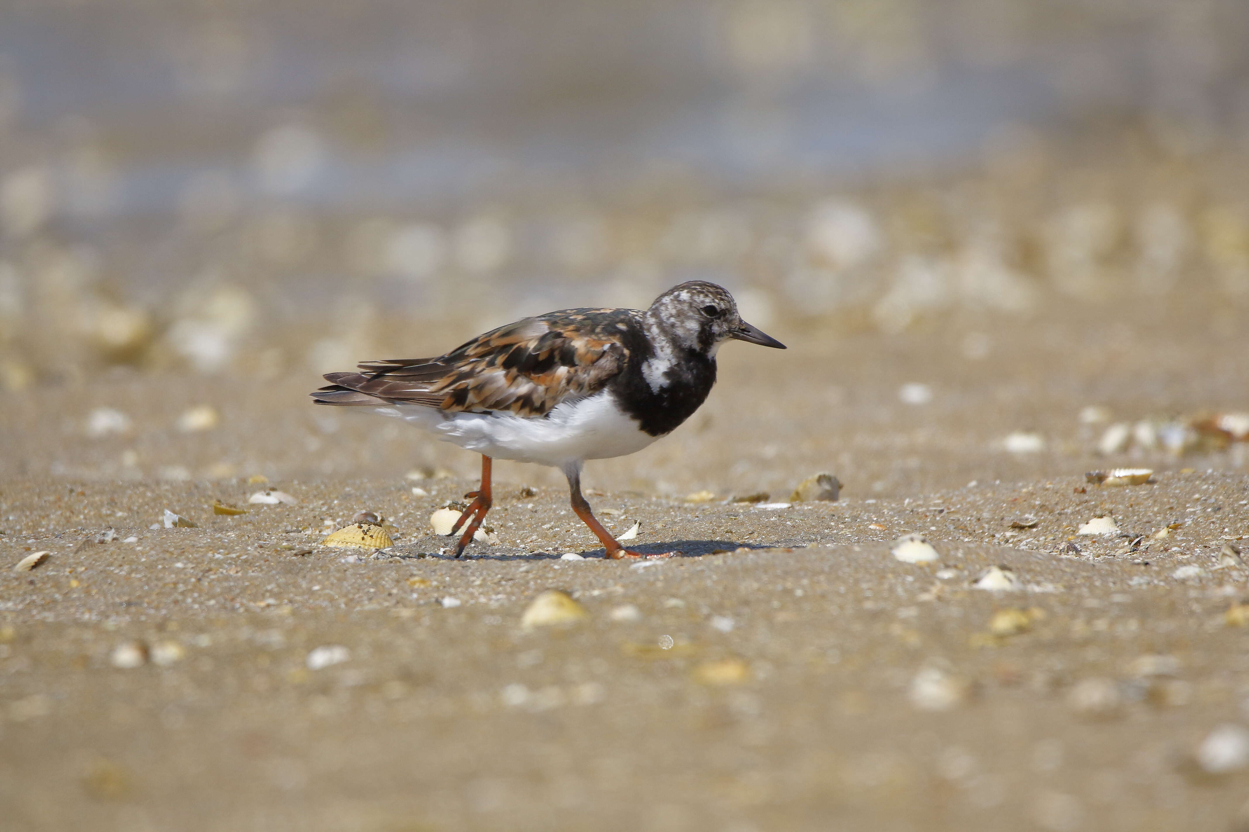 Image of Ruddy Turnstone