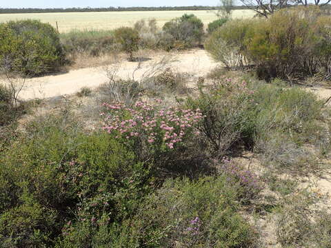 Image of Melaleuca wonganensis L. A. Craven