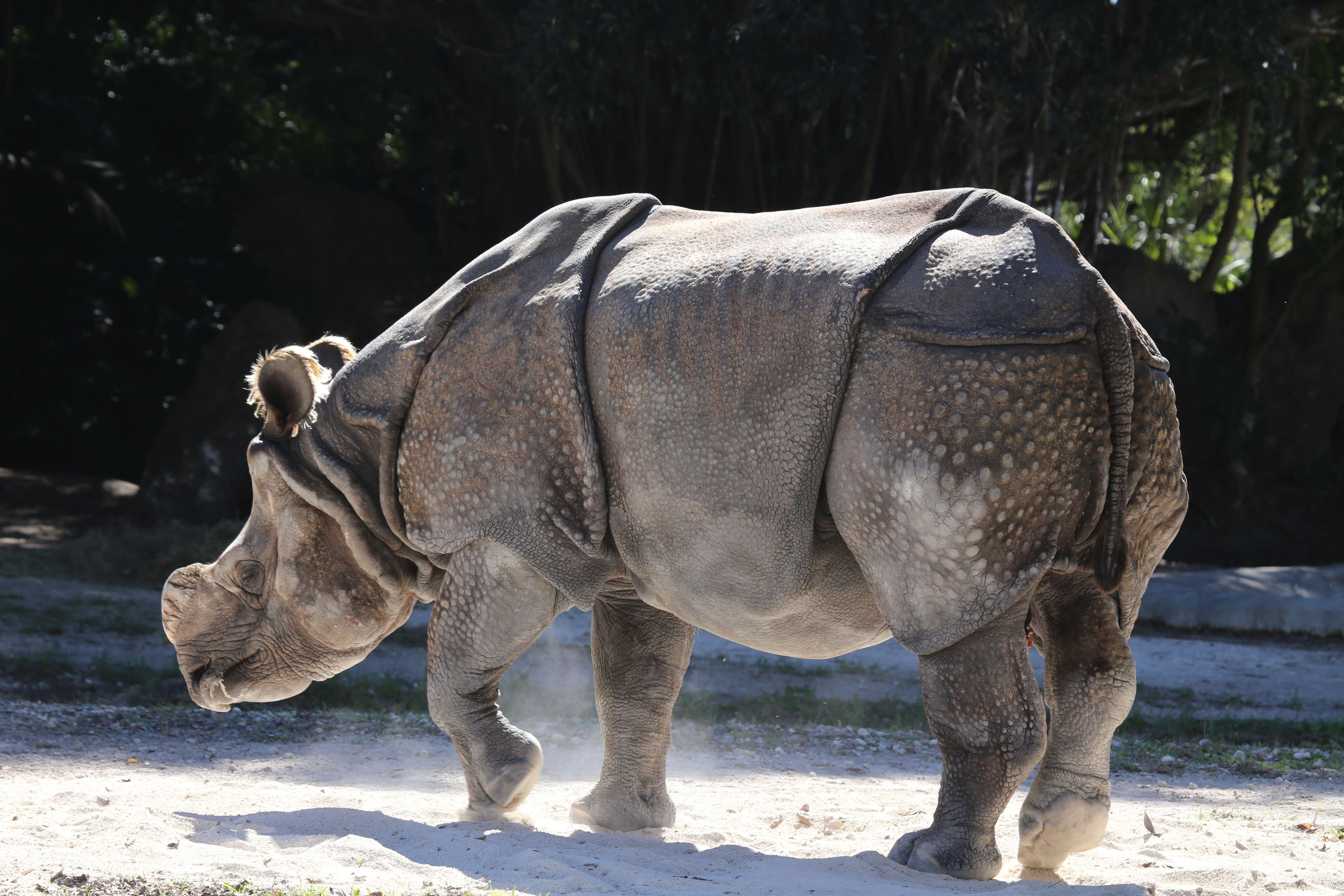 Image of Indian Rhinoceros