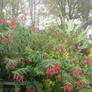 Image of Fuchsia hatschbachii P. E. Berry