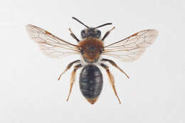 Image of early mining bee