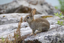 Image of Oryctolagus Lilljeborg 1873