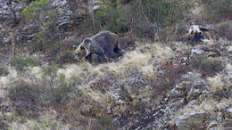 Image of Ursus arctos pyrenaicus