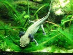 Image of Lake Patzcuaro Salamander