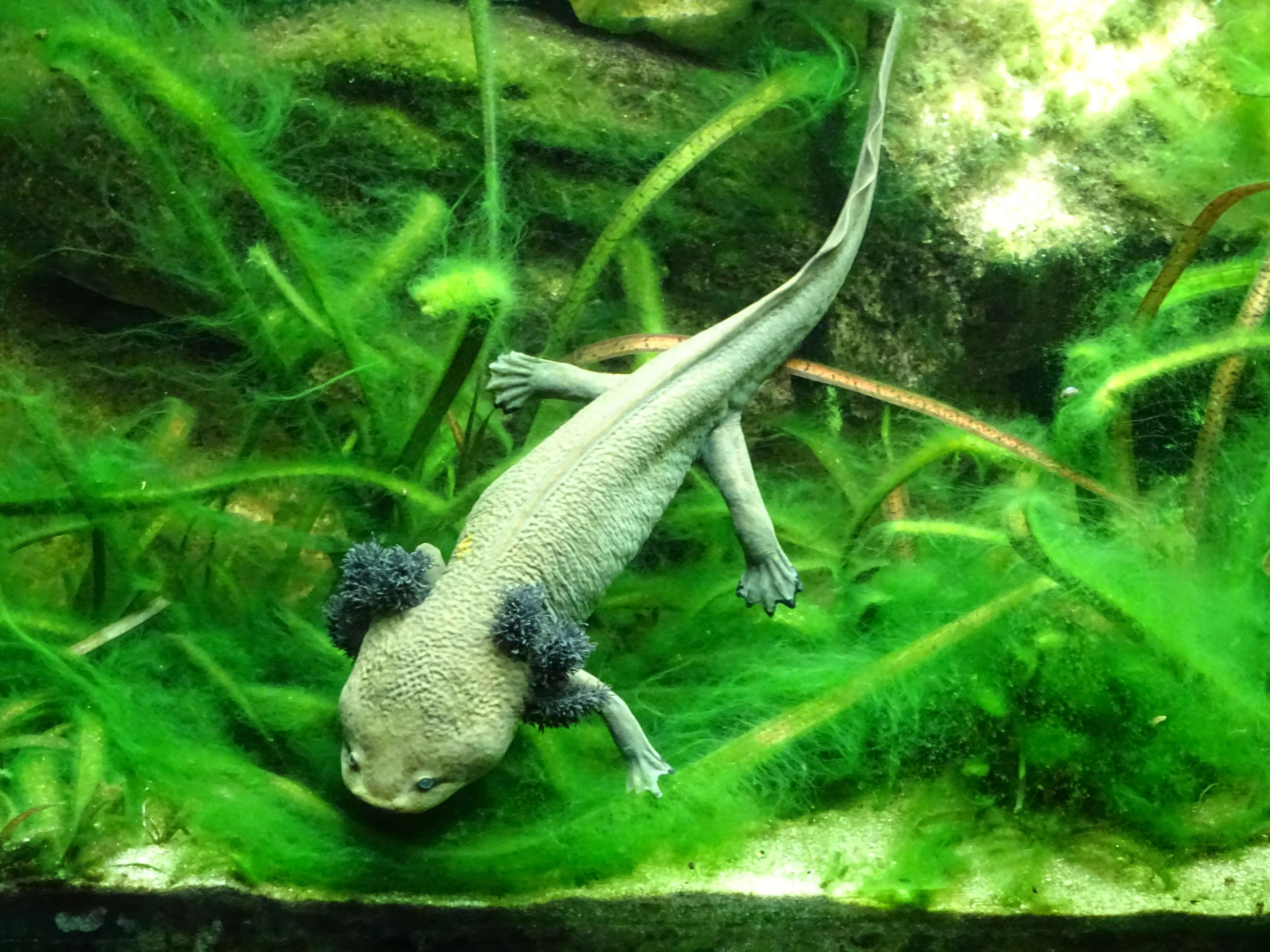 Image of Lake Patzcuaro Salamander