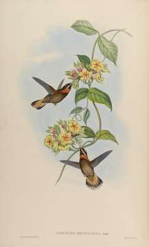 Image of Pale-tailed Barbthroat