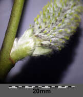 Image of goat willow