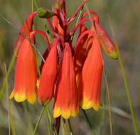 Image of Blandfordia grandiflora R. Br.