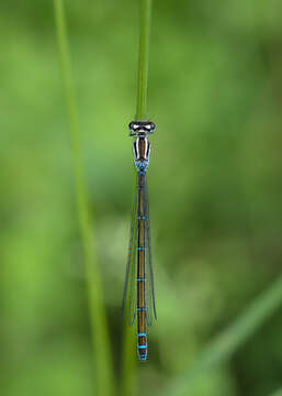 Image of Azure Bluet