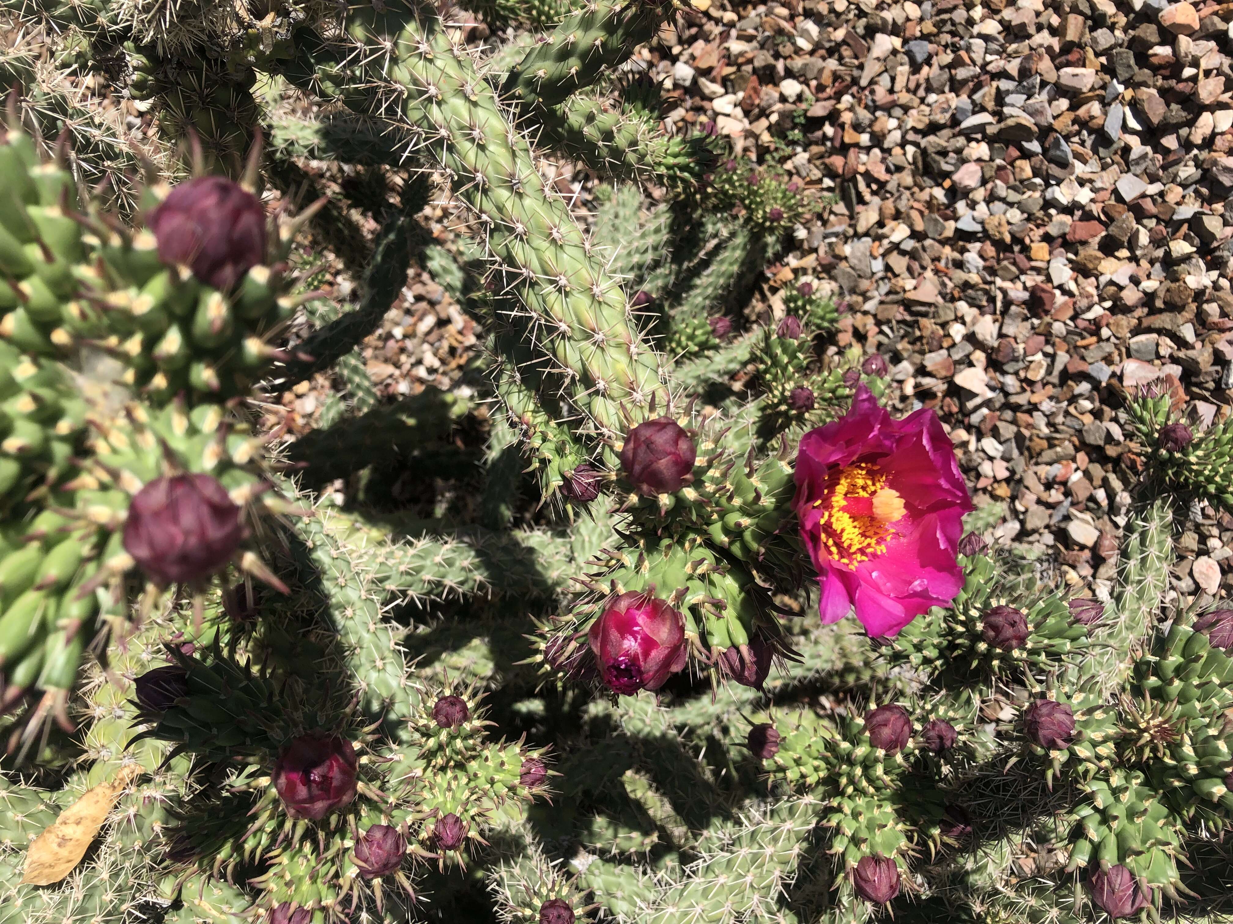 Image de Cylindropuntia acanthocarpa (Engelm. & J. M. Bigelow) F. M. Knuth