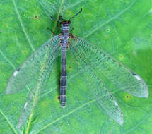 Image de Myrmeleon (Myrmeleon) immaculatus De Geer 1773