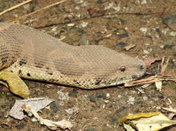 Image of Common Sand Boa