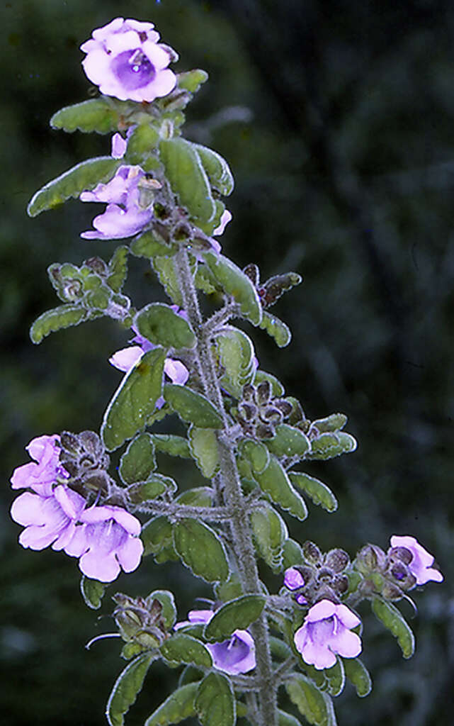 Image of Prostanthera incana A. Cunn. ex Benth.