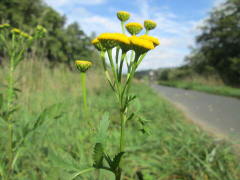 Image of common tansy