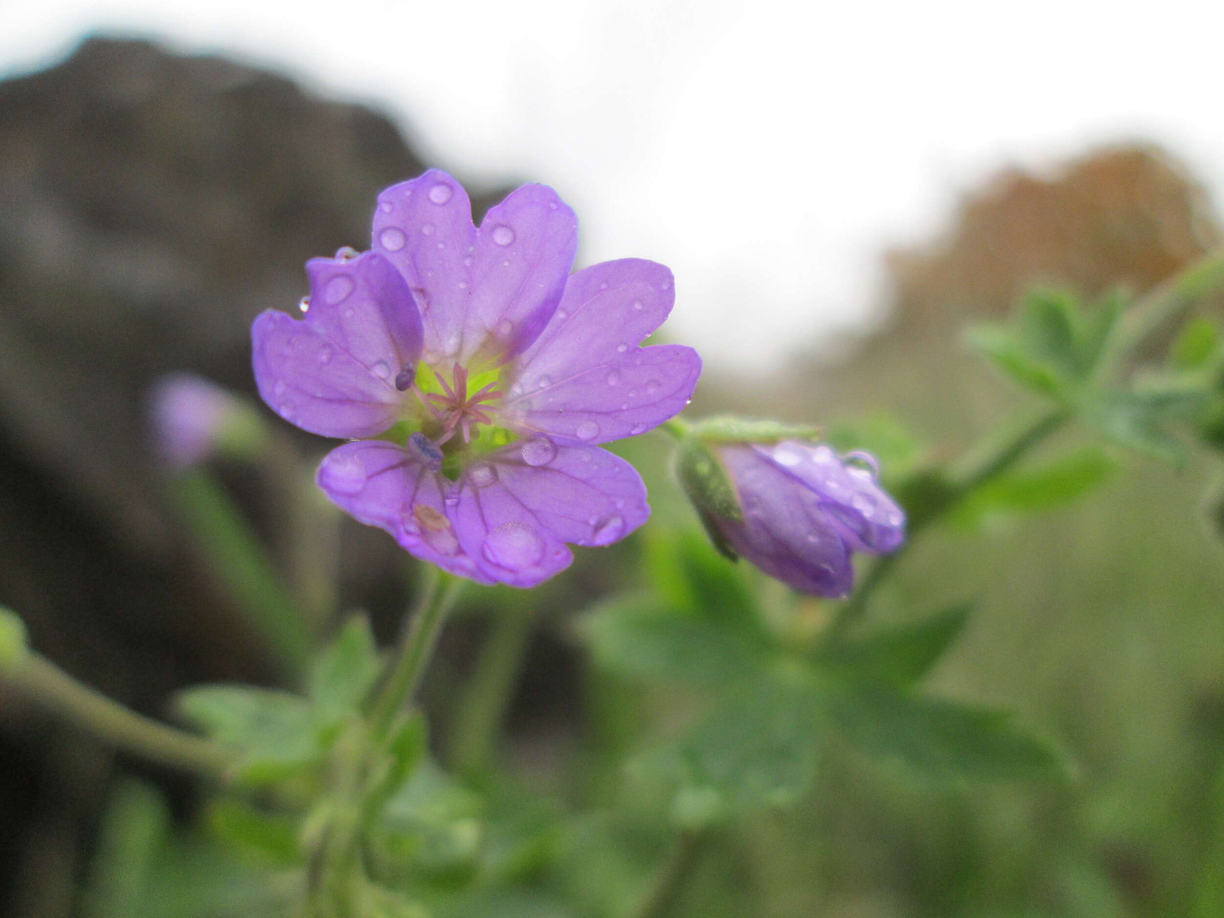 Image of hedgerow geranium