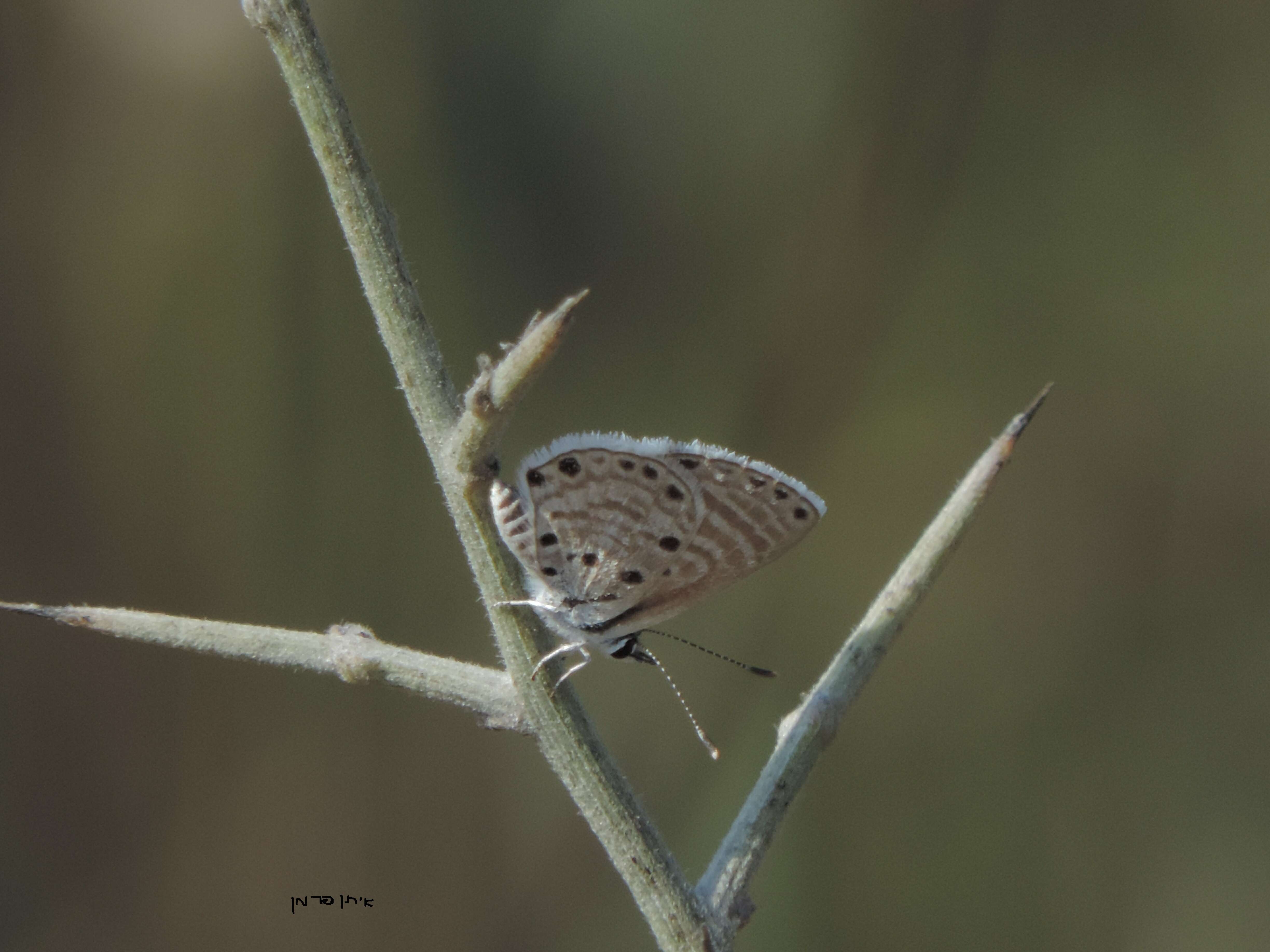 Image of African babul blue