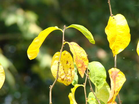 Image of northern spicebush