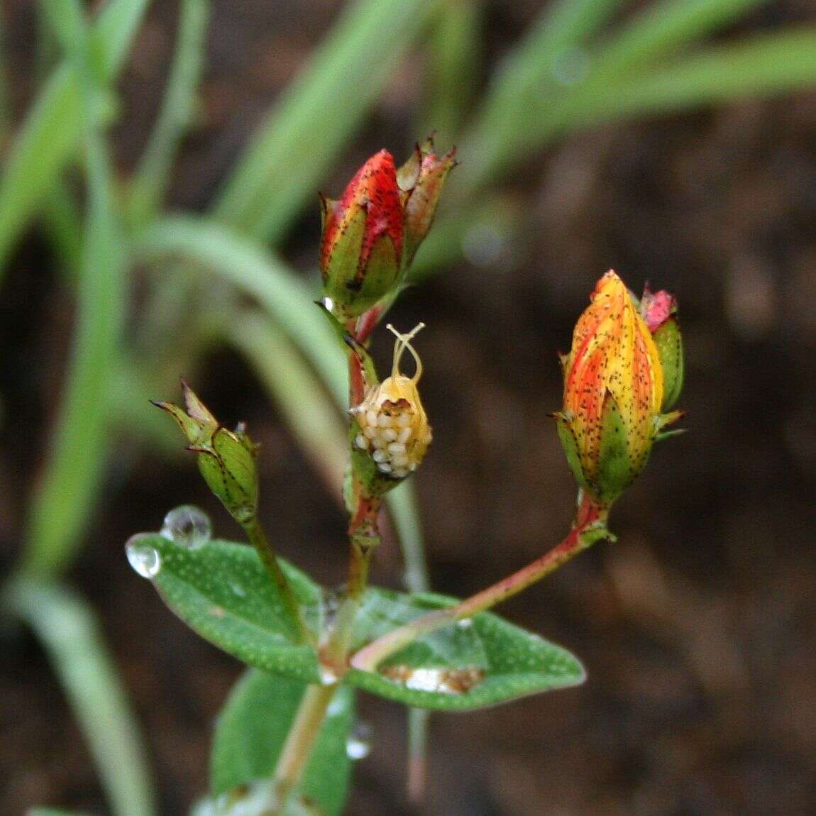 Imagem de Hypericum aethiopicum Thunb.