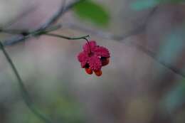 Euonymus americanus L. resmi