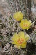 Opuntia fragilis (Nutt.) Haw. resmi