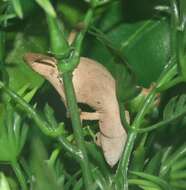 Image of Usambara Stumptail Chameleon